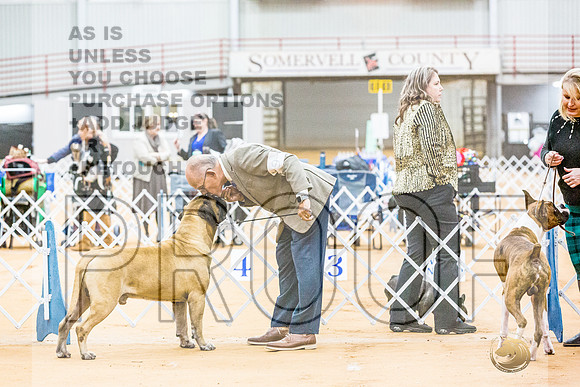 Bullmastiff #9 RingsJJL_9177_Glen Rose 2024-HR3