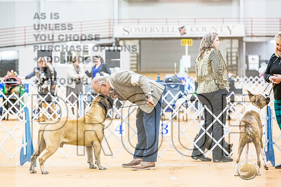 Bullmastiff #9 RingsJJL_9178_Glen Rose 2024-HR3