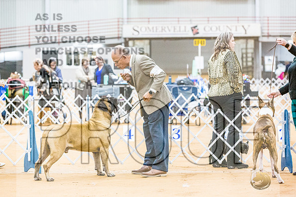 Bullmastiff #9 RingsJJL_9179_Glen Rose 2024-HR3