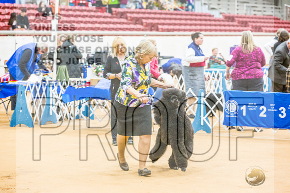 Poodle Std #24 RingsJJL_9263_Glen Rose 2024-HR3