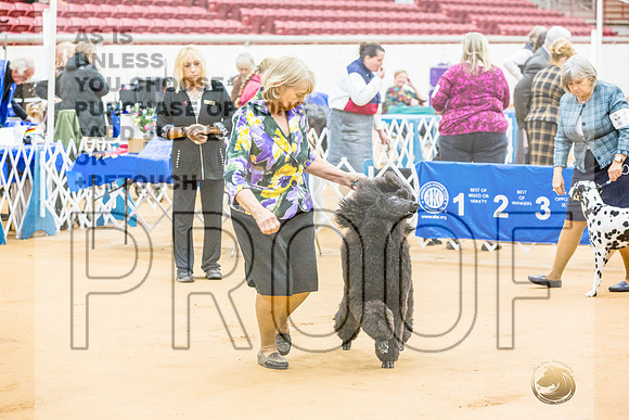 Poodle Std #24 RingsJJL_9265_Glen Rose 2024-HR3