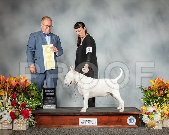 Bull Terrier Colored #21 Wed G3 Judge John Constantine Amondei -SSR_2896-HR3
