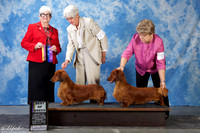 Dachsund #7 Sun BOB Helms Charlee and Michael Judge Murrel Purkhiser +A1
