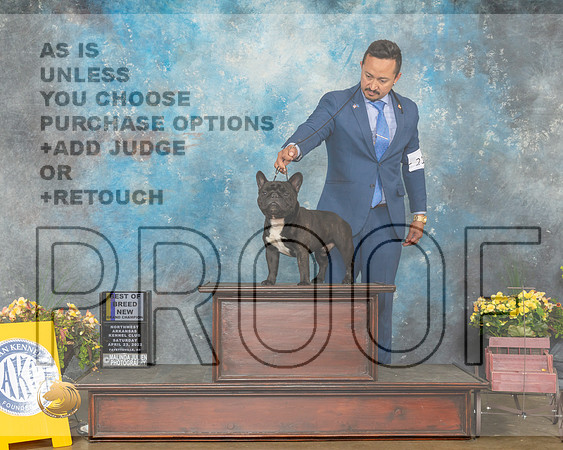 French Bulldog #21 Sat BOBNGCh Judge James Fehring-MMJ_0804-NWARK2022-HR3