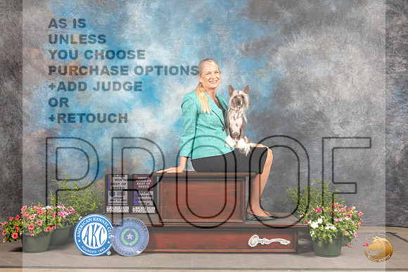 Chinese Crested #22 Sun BOB Judge Allen Odom_MJ_0960_SA_2022_HR3