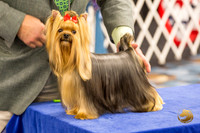 Spieth Yorkie Specialty OKC 2019
