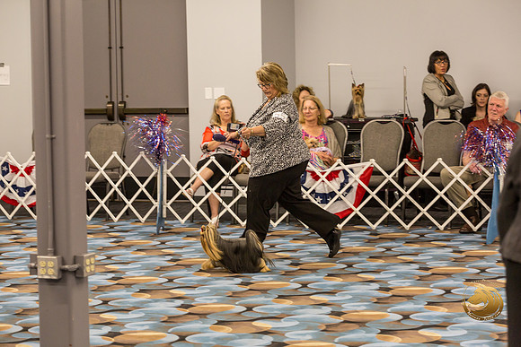 Yorkshire Terrier Thurs Best BBE S2_JJJ_7118-OKCToy2019-HR3