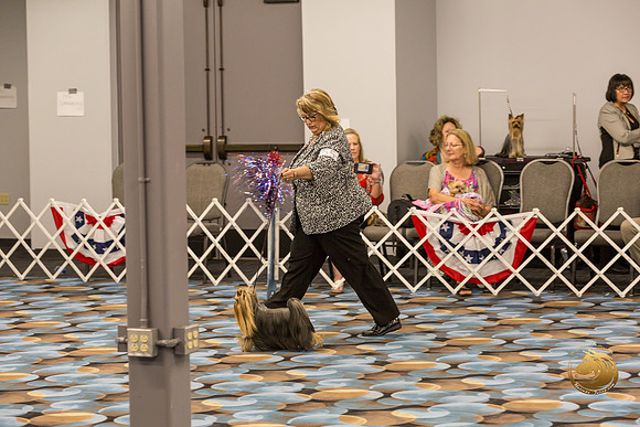 Yorkshire Terrier Thurs Best BBE S2_JJJ_7120-OKCToy2019-HR3