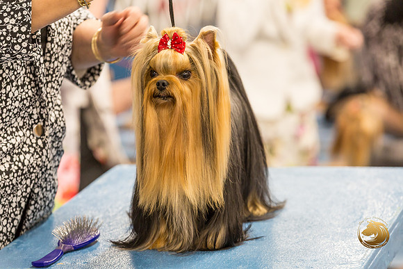 Yorkshire Terrier Thurs BOB S1_JJJ_4587-OKCToy2019-HR3