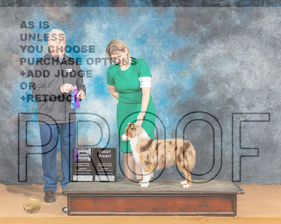 Miniature American Shepherd #26 Sat WBM Judge Dr Steve Keating_JP_1676e_Glen Rose 2024-HR3