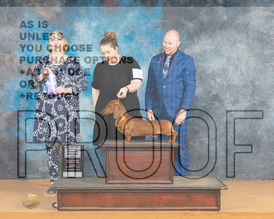 Dachshund Smooth #15 Sun WDBOWM Judge Robin Casey_JP_1166e_Glen Rose 2024-HR3