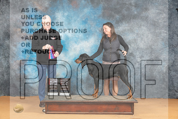 Black and Tan Coonhound #8 Mon WBBOSOHBOB Judge Dr Steve Keating_JP_1840e_Glen Rose 2024-HR3