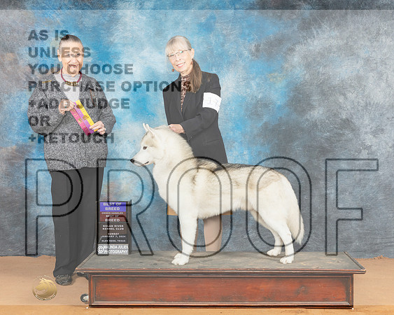 Siberian Husky #17 Sun BOBOHBOB Judge Carolyn Herbel_JP_0744_Glen Rose 2024-HR3