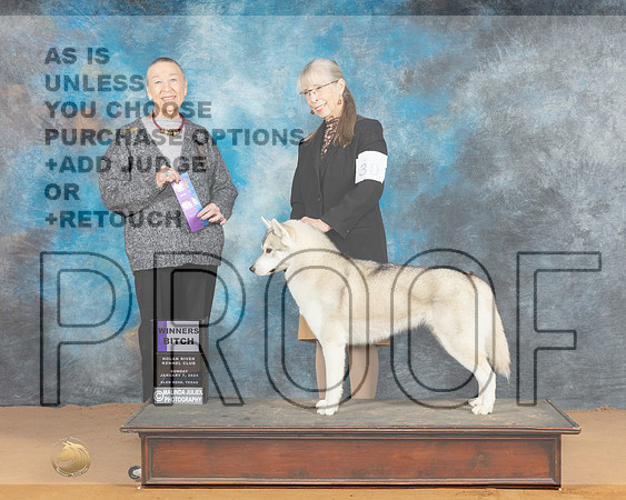 Siberian Husky #30 Sun WB Judge Carol Herbel_JP_0750e_Glen Rose 2024-HR3