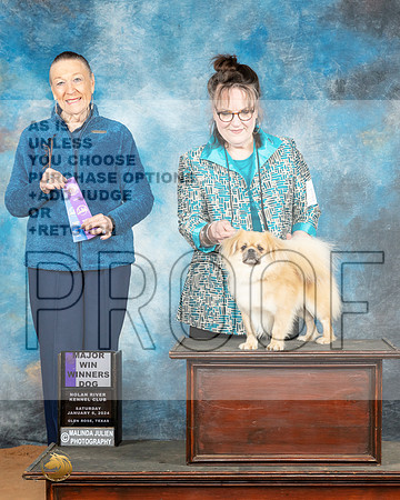 Tibetan Spaniel #19 Sat WDM Judge Carolyn Herbel_JP_0186e_Glen Rose 2024-HR3