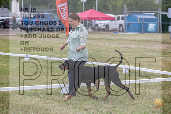 Black and Tan Coonhound Ring Wed_JJL_1655_Premier_2024_HR3