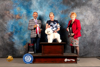Bichon Frise #20 WED BOS Judge Timothy Catterson