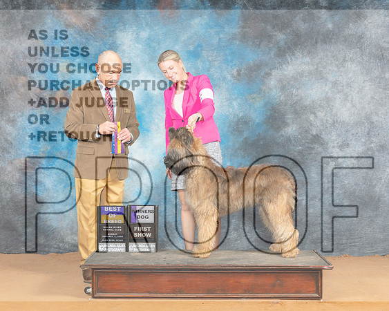 Briard #5 Sat BOBWD Judge Butch Shulman_JP_1018e_Glen Rose 2024-HR3