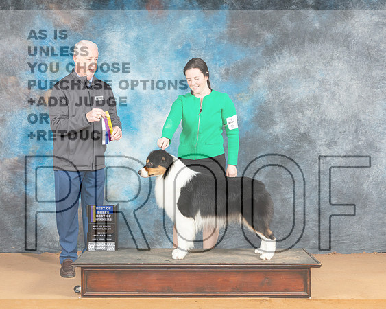 Australian Shepherd #23 Sun WDBOWBOB Judge Dr Steve Keating_JP_0806e_Glen Rose 2024-HR3