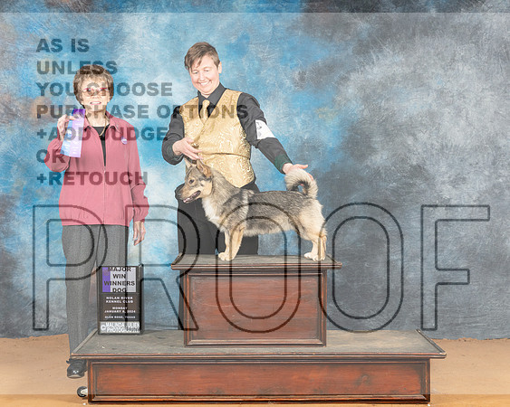 Swedish Vallhund #15 WDM Judge Pat Trotter_JP_1749e_Glen Rose 2024-HR3