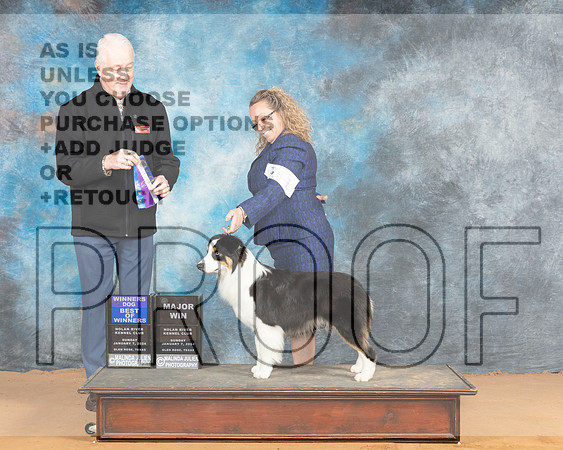 Miniature American Shepherd #11 Sun WDBOWM Judge Dr Steve Keating_JP_0695e_Glen Rose 2024-HR3