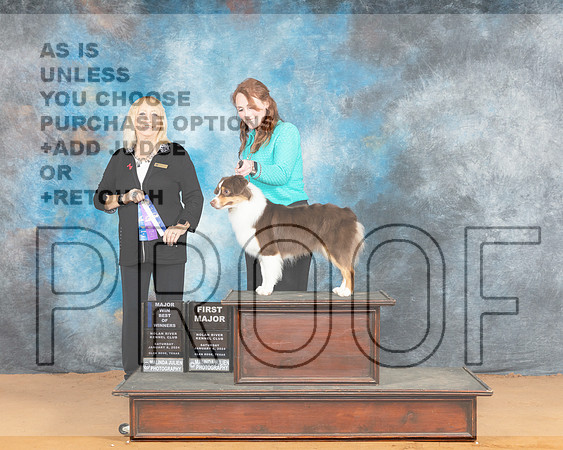 Miniature American Shepherd #28 Sat BOWM Judge Edy Dykstra-Blum_JP_0199e_Glen Rose 2024-HR3