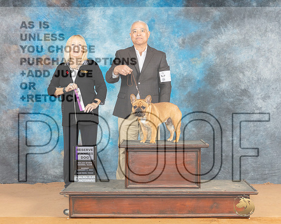 French Bulldog #9 Sun RWD Judge Edy Dykstra-Blum_JP_0769e_Glen Rose 2024-HR3