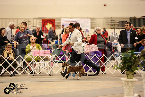 Bas-Hound Group Ring Sat-8
