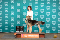 Poodle Standard MC #253 Sun NT No Judge