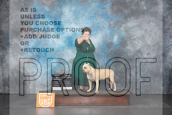 American Bully #213 Fri BOWCH Judge Tracey Kallas__JP_1545_UKCLNGVIEWOCT2024_2024_HR3