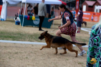 *Ringside Longview WA 2024 German Shepherd Dog #340