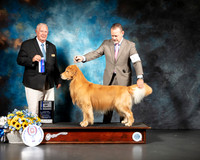 Golden Retreiver #15 Sat BOW Judge Don Sutton