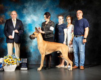 Great Dane #11 Sat SD NGrCh Judge Joe Walton