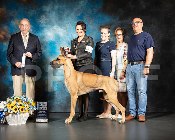 Great Dane #11 Sat SD NGrCh Judge Joe Walton-SSR_5524-Lngvw2019-HR3