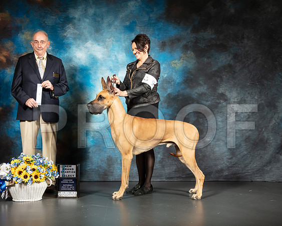 Great Dane #11 Sat SD NGrCh Judge Joe Walton-SSR_5525-Lngvw2019-HR3