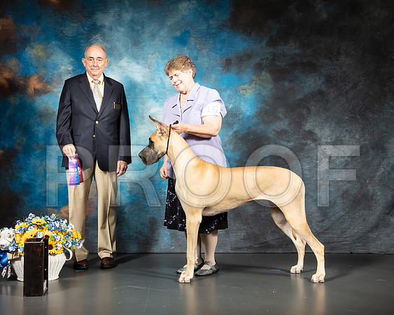 Great Dane #16 Sat OHBOB WB NCh Judge Joe Walton-SSR_5520-Lngvw2019-HR3-2
