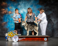 Alaskan Malamute #12 Sat 4 to 6 G2 Judge Gina Box Young