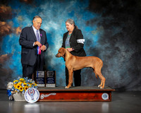 Rhodesian Ridgeback #15 Sat OHBOB BOW Judge John Wade