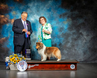 Shetland Sheepdog #10 Sat WB Judge John Wade