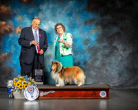 Shetland Sheepdog #12 Sat BOBOH NBrzGrCh Judge John Wade