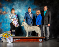 Siberian Husky # Sat BOB Judge Gina Box Young