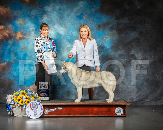 Siberian Husky #30 Sat SB Judge Gina Box Young-SSR_5587-Lngvw2019-HR3