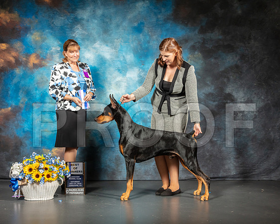 Doberman Pinscher #11 Sat WD BOW Judge Gina Box Young-SSR_5624-Lngvw2019-HR3