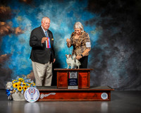 Chihuahua Long Coat #10 Sat BOS Judge Don Sutton