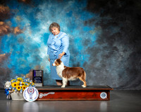 Miniature American Shepherd #20 Sat WB NCh Judge John Wade