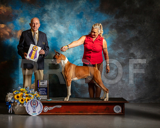 Boxer #5 Sat BOB Judge Joe Walton-SSR_5670-Lngvw2019-HR3