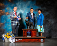 French Bulldog #11 Sat BOS Judge Dr Steve Keating