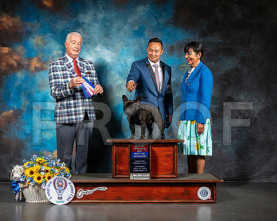 French Bulldog #11 Sat BOS Judge Dr Steve Keating-SSR_5701-Lngvw2019-HR3