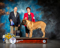 Mastiff #5 Sat BOW Judge Joe Walton