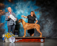 Rhodesian Ridgeback #11 Sat G4 Judge Dr Steve Keating